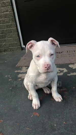 1-3 months Male Purebred American Pit Bull Terrier