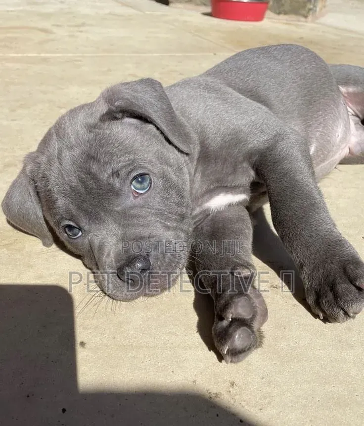 1-3 months Male Purebred American Pit Bull Terrier