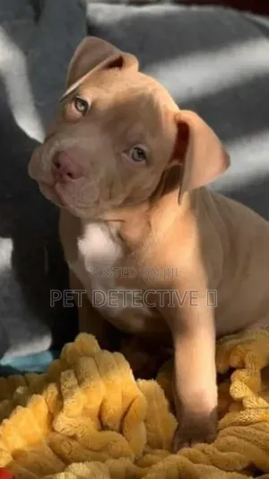 1-3 months Male Purebred American Pit Bull Terrier