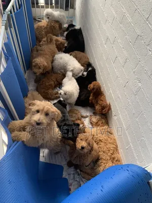 1-3 months Male Purebred Poodle