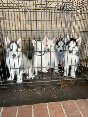 1-3 months Male Purebred Siberian Husky