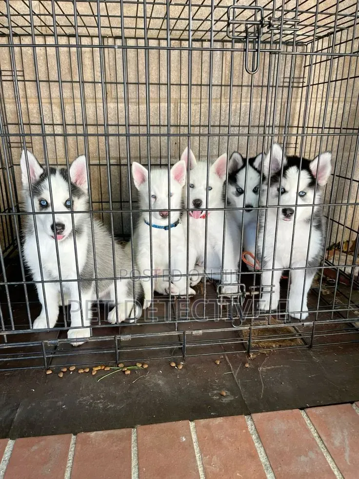 1-3 months Male Purebred Siberian Husky