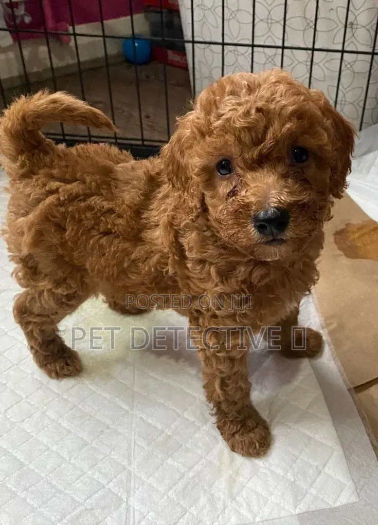 1-3 months Male Purebred Poodle