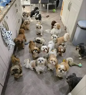 1-3 months Male Purebred Shih Tzu