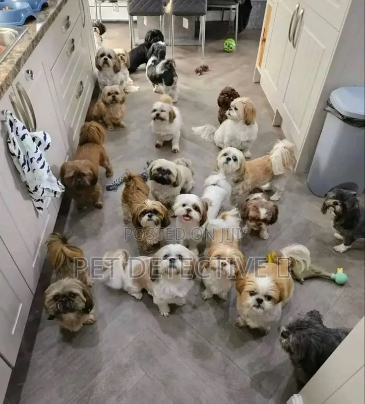 1-3 months Male Purebred Shih Tzu