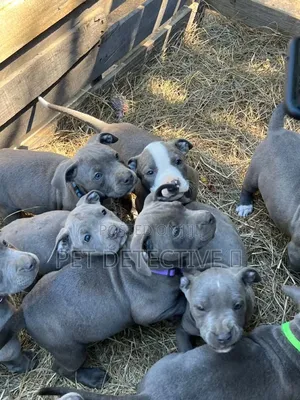 1-3 months Male Purebred American Pit Bull Terrier