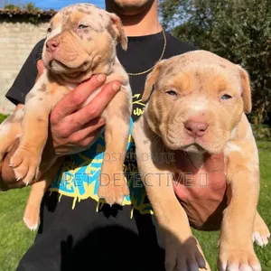 1-3 months Male Purebred American Pit Bull Terrier