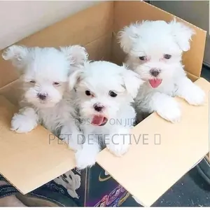 1-3 months Male Purebred Maltese