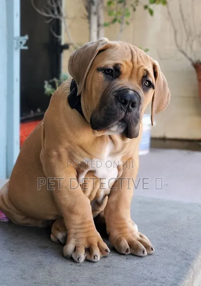 1-3 months Male Purebred Boerboel