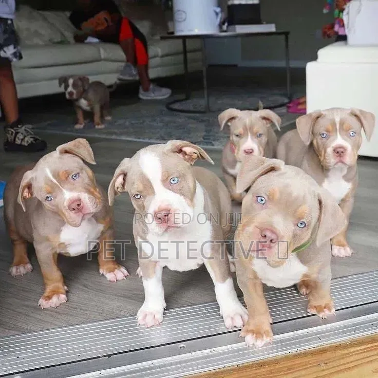 1-3 months Male Purebred American Pit Bull Terrier