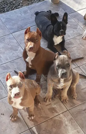 1-3 months Male Purebred American Pit Bull Terrier
