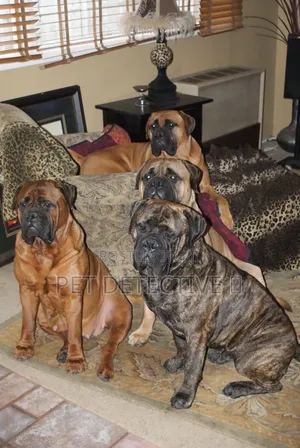 6-12 months Male Purebred Boerboel