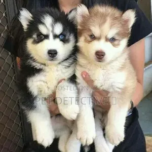 1-3 months Male Purebred Siberian Husky