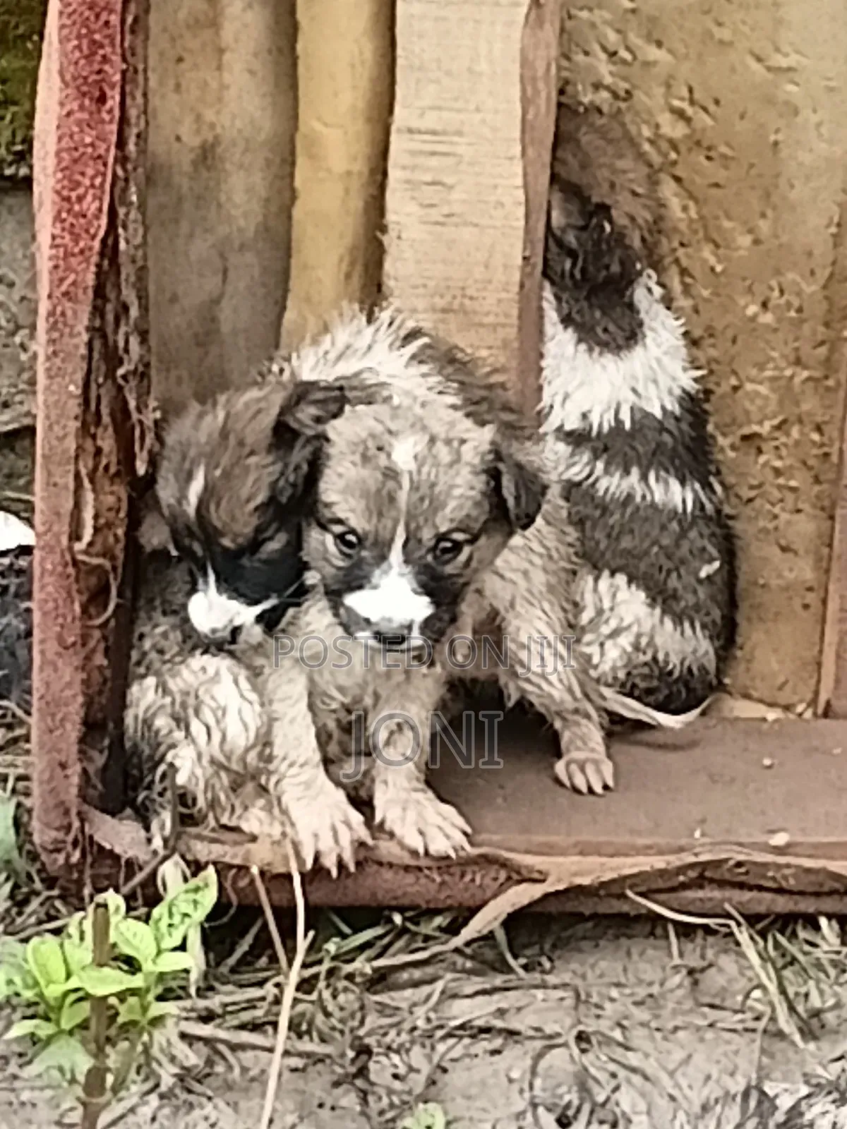 0-1 month Male Purebred Maltese