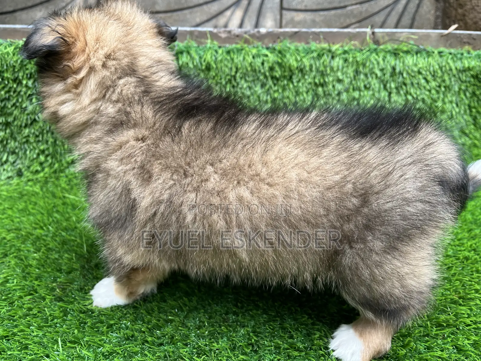 1-3 months Female Purebred Pomeranian