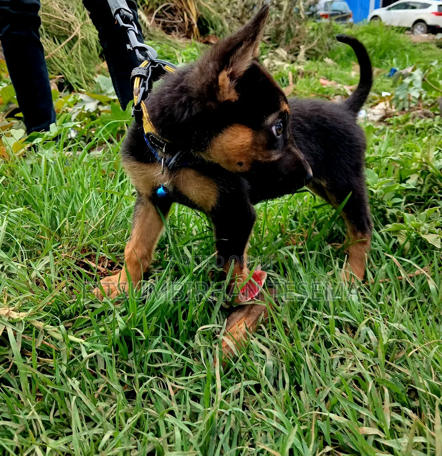 1-3 months Male Purebred German Shepherd