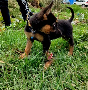 1-3 months Male Purebred German Shepherd