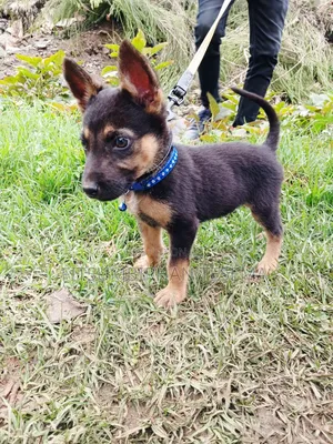 1-3 months Male Purebred German Shepherd