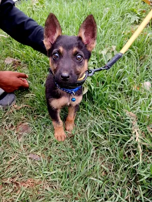 1-3 months Male Purebred German Shepherd