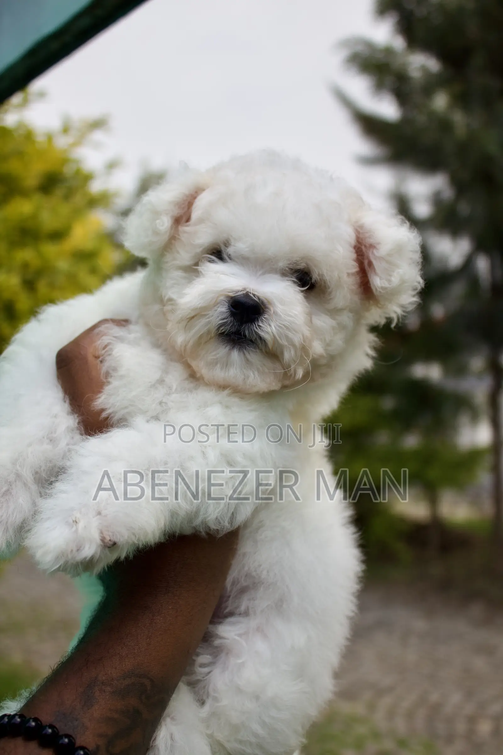 1-3 months Male Purebred Maltese