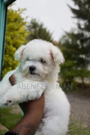1-3 months Male Purebred Maltese