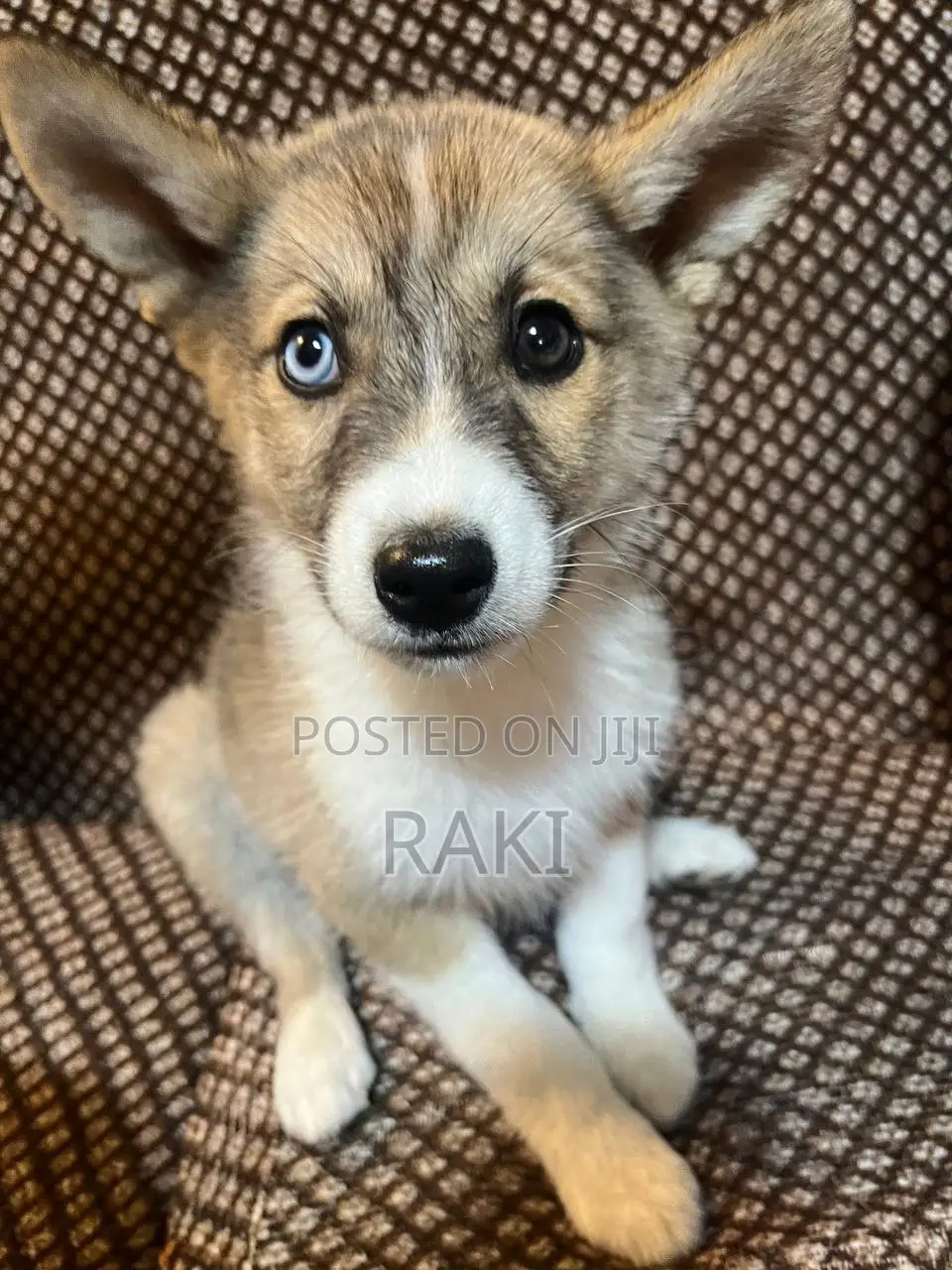1-3 months Female Mixed Breed Siberian Husky