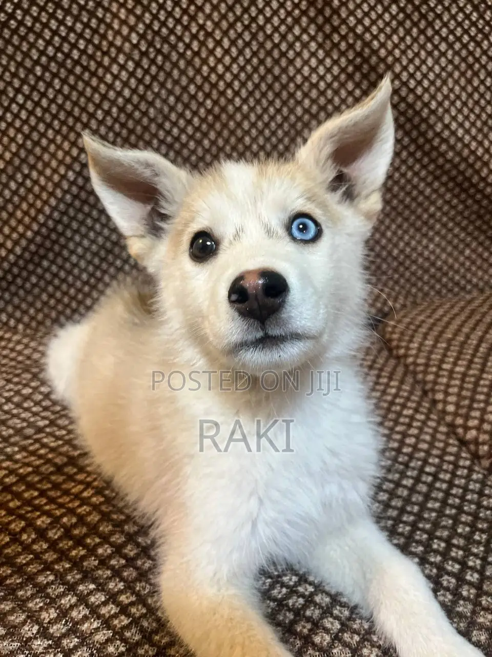 1-3 months Female Mixed Breed Siberian Husky
