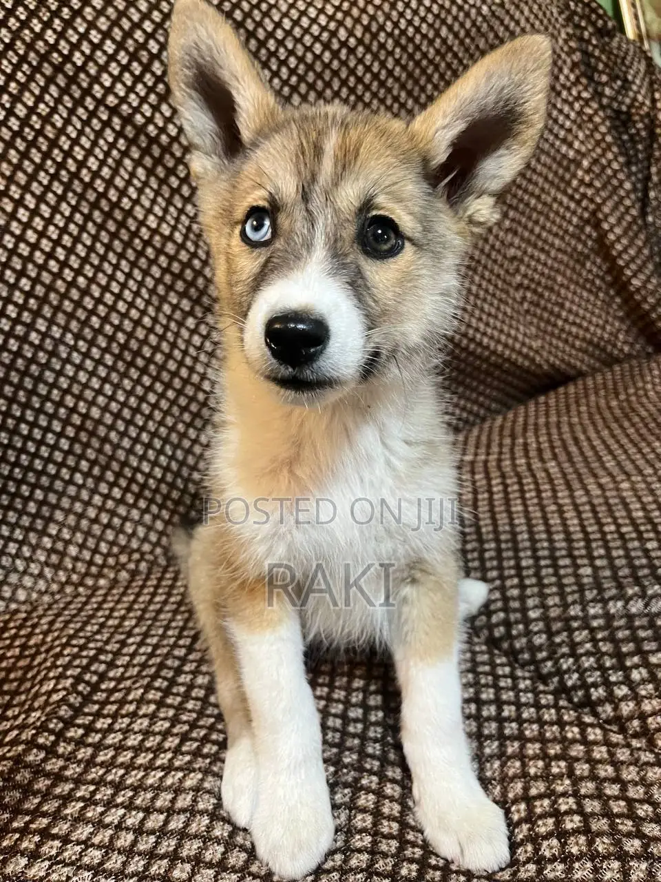 1-3 months Female Mixed Breed Siberian Husky