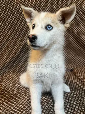 1-3 months Female Mixed Breed Siberian Husky