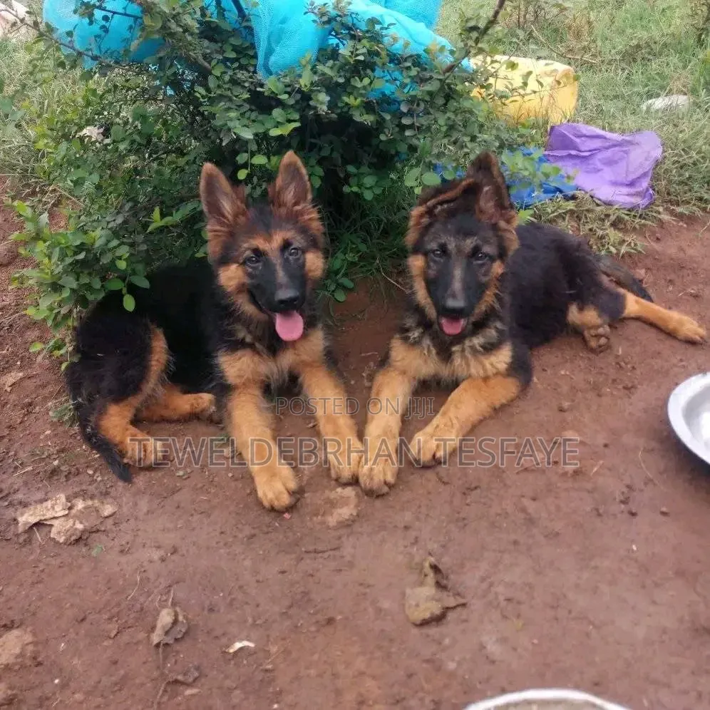 1-3 months Male Purebred German Shepherd