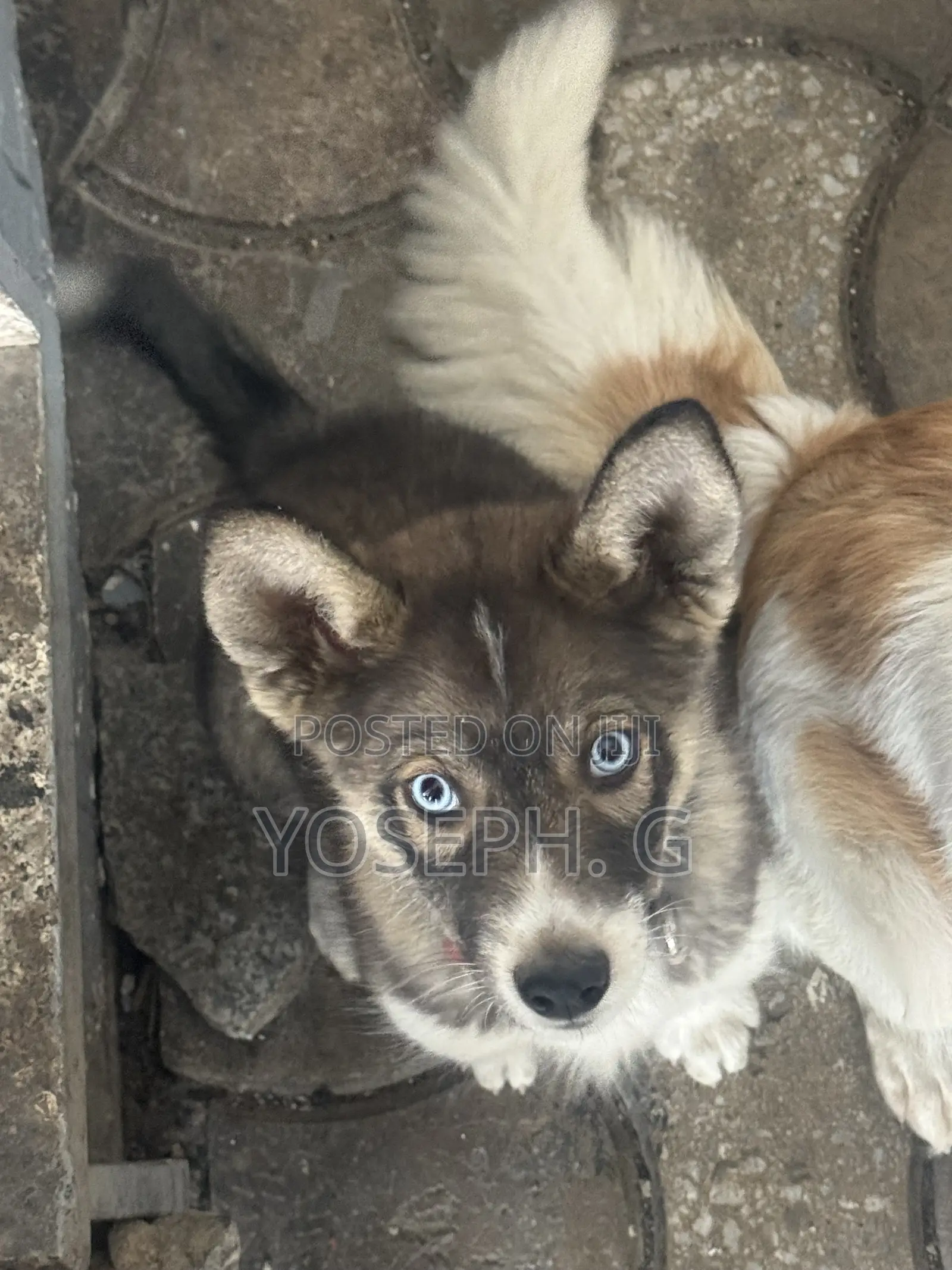 1-3 months Male Purebred Siberian Husky
