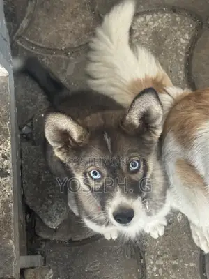 1-3 months Male Purebred Siberian Husky