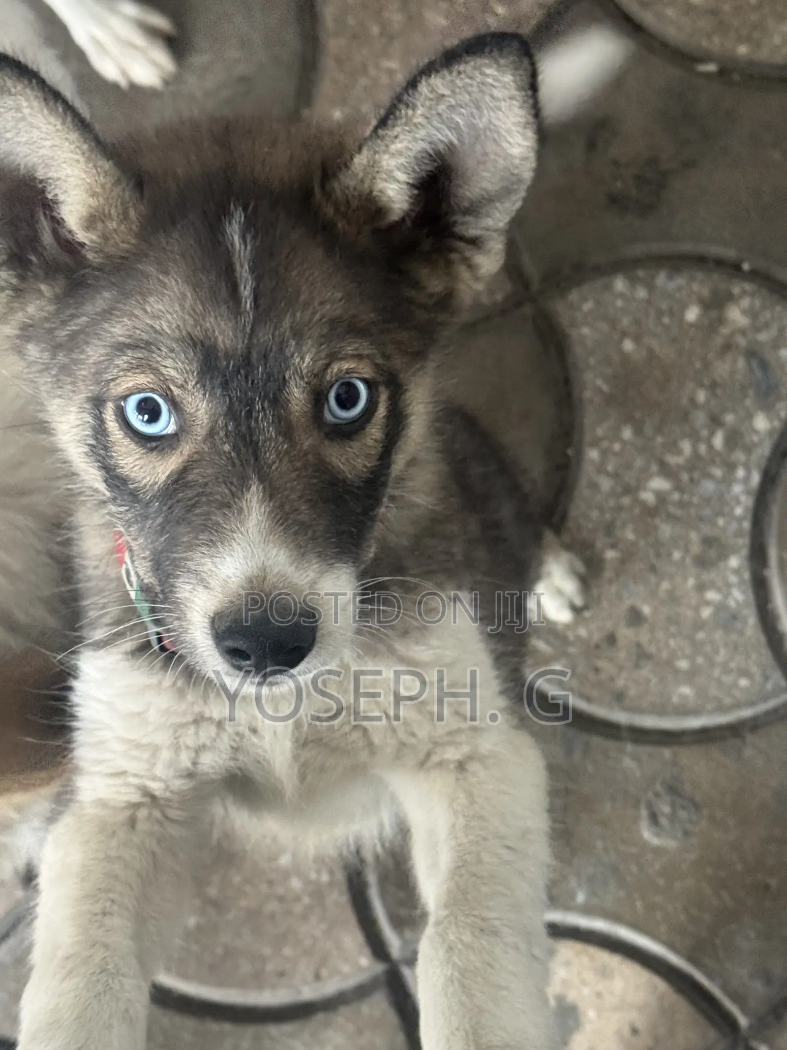 1-3 months Male Purebred Siberian Husky