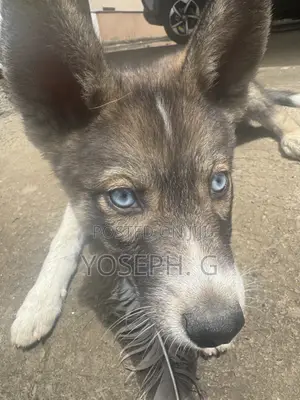 1-3 months Male Purebred Siberian Husky