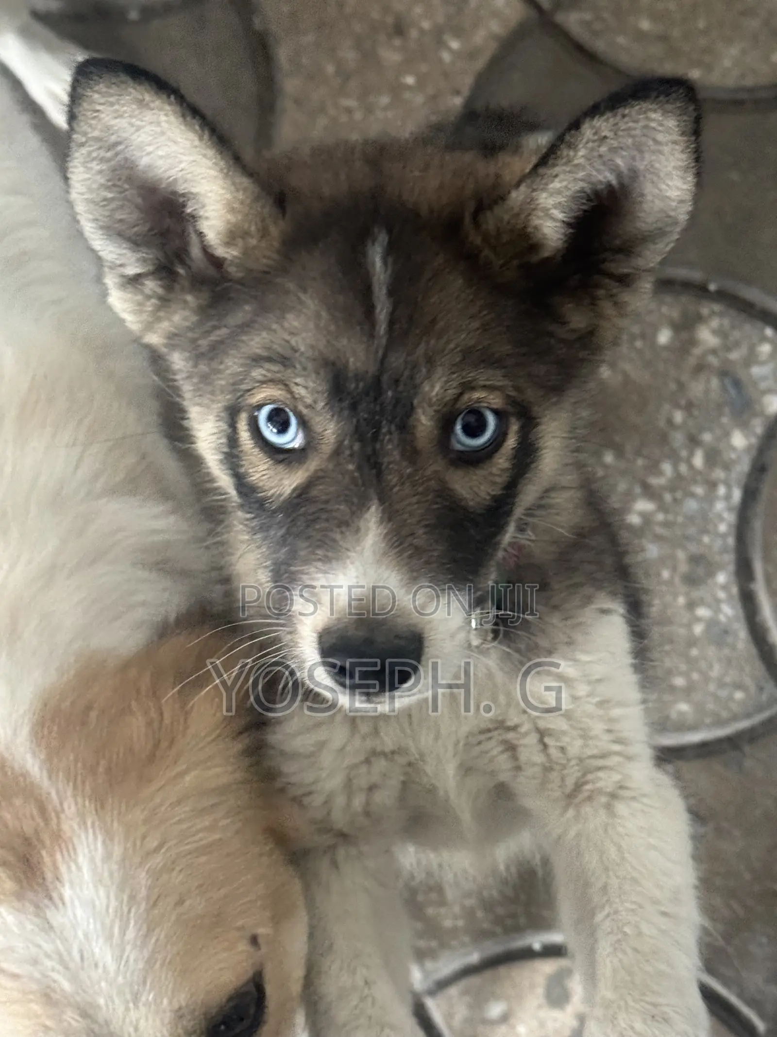 1-3 months Male Purebred Siberian Husky