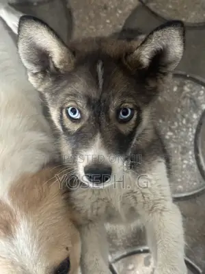 1-3 months Male Purebred Siberian Husky