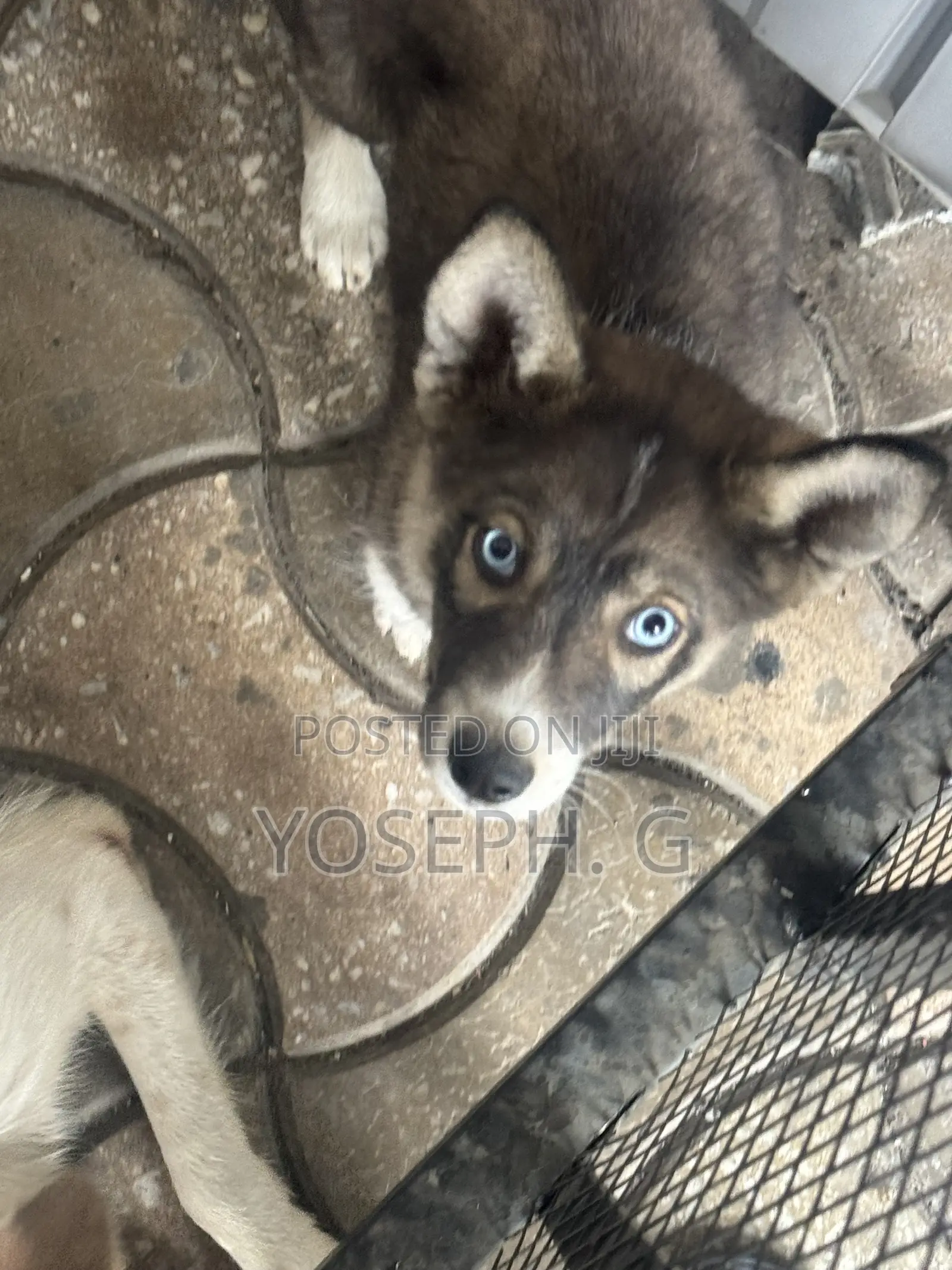 1-3 months Male Purebred Siberian Husky