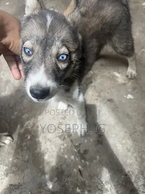 1-3 months Male Purebred Siberian Husky