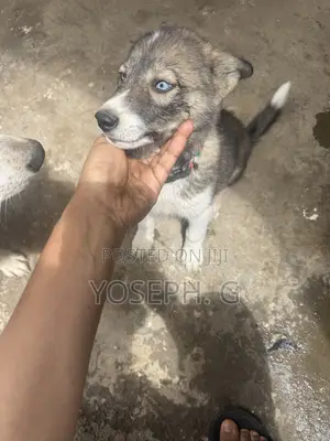 1-3 months Male Purebred Siberian Husky