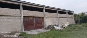 የሚከራይና የሚሸጥ መጋዝን ዱከም