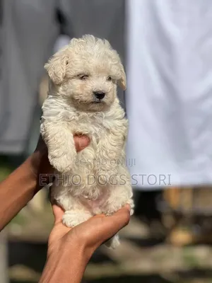1-3 months Male Purebred Maltese