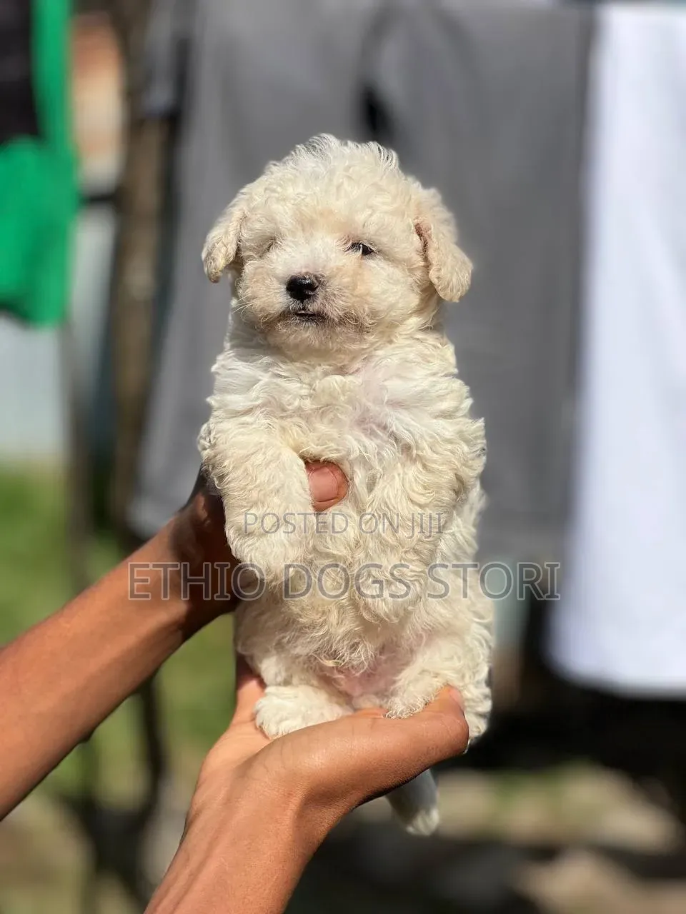 1-3 months Male Purebred Maltese