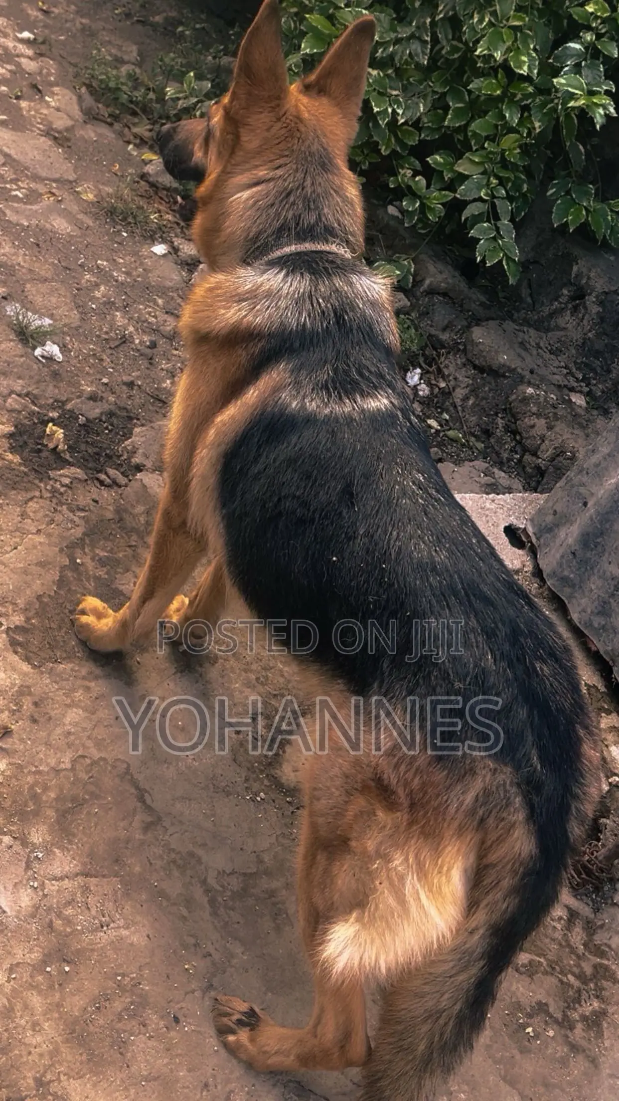 1+ year Female Purebred German Shepherd