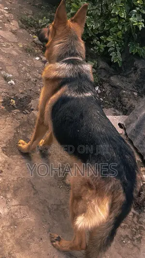 1+ year Female Purebred German Shepherd