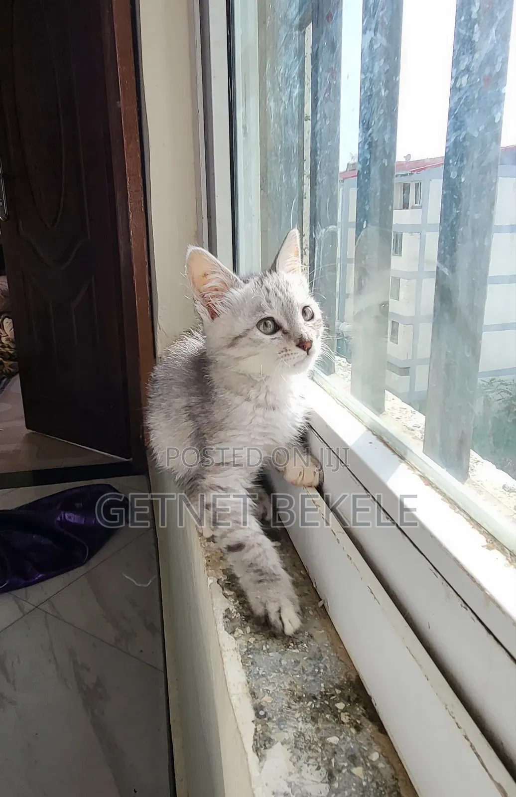 1-3 months Female Purebred Cat