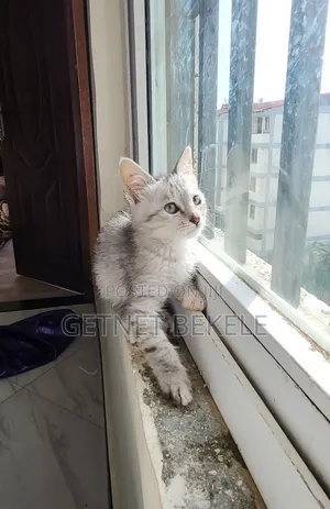 1-3 months Female Purebred Cat