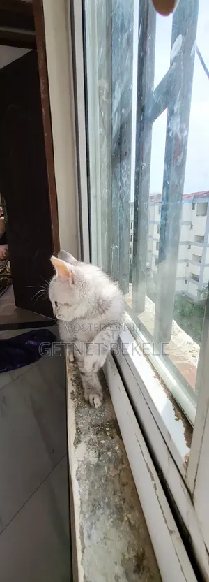 1-3 months Female Purebred Cat