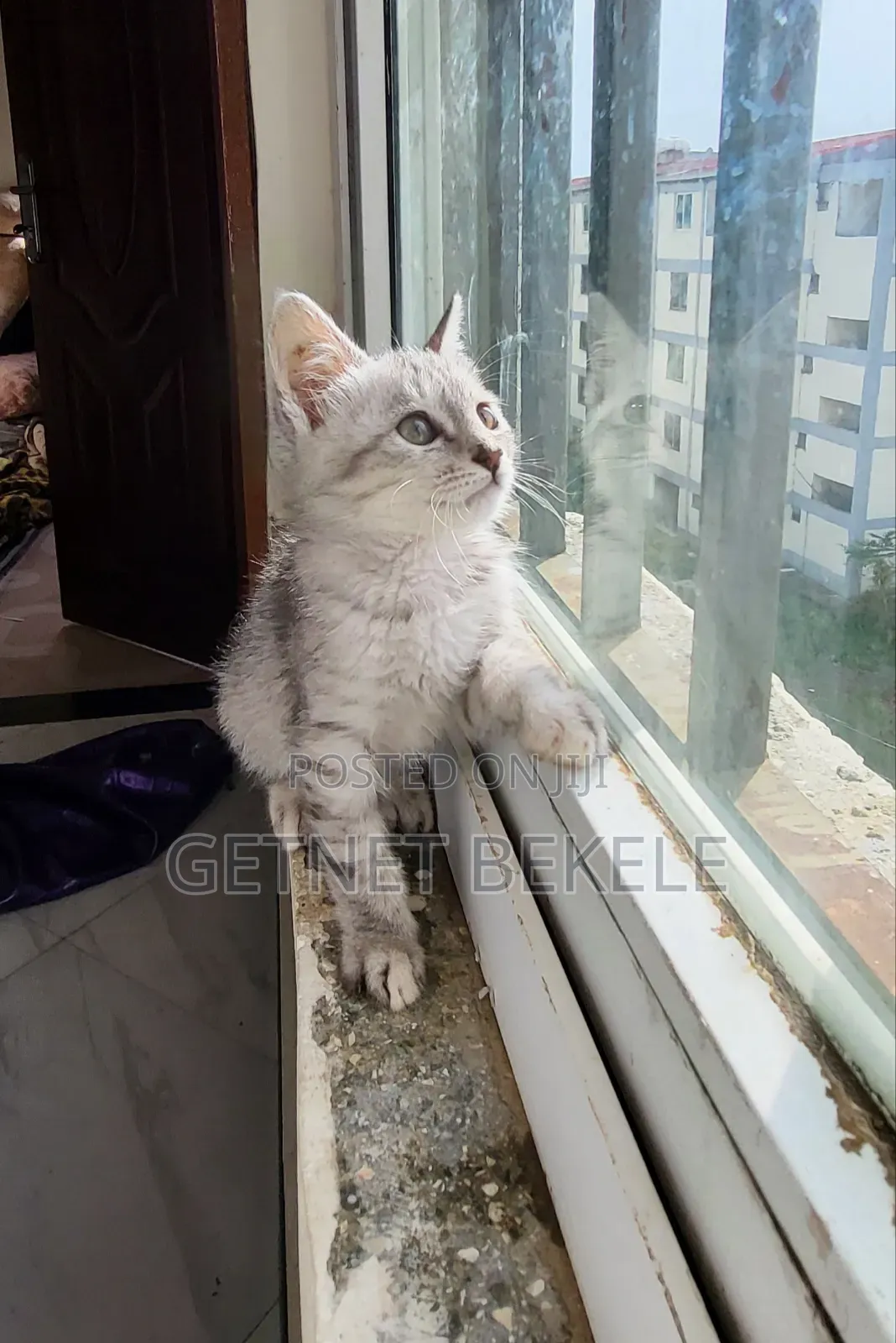 1-3 months Female Purebred Cat