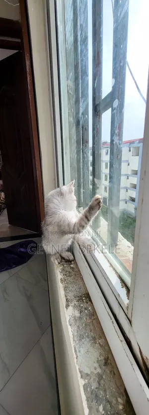 1-3 months Female Purebred Cat