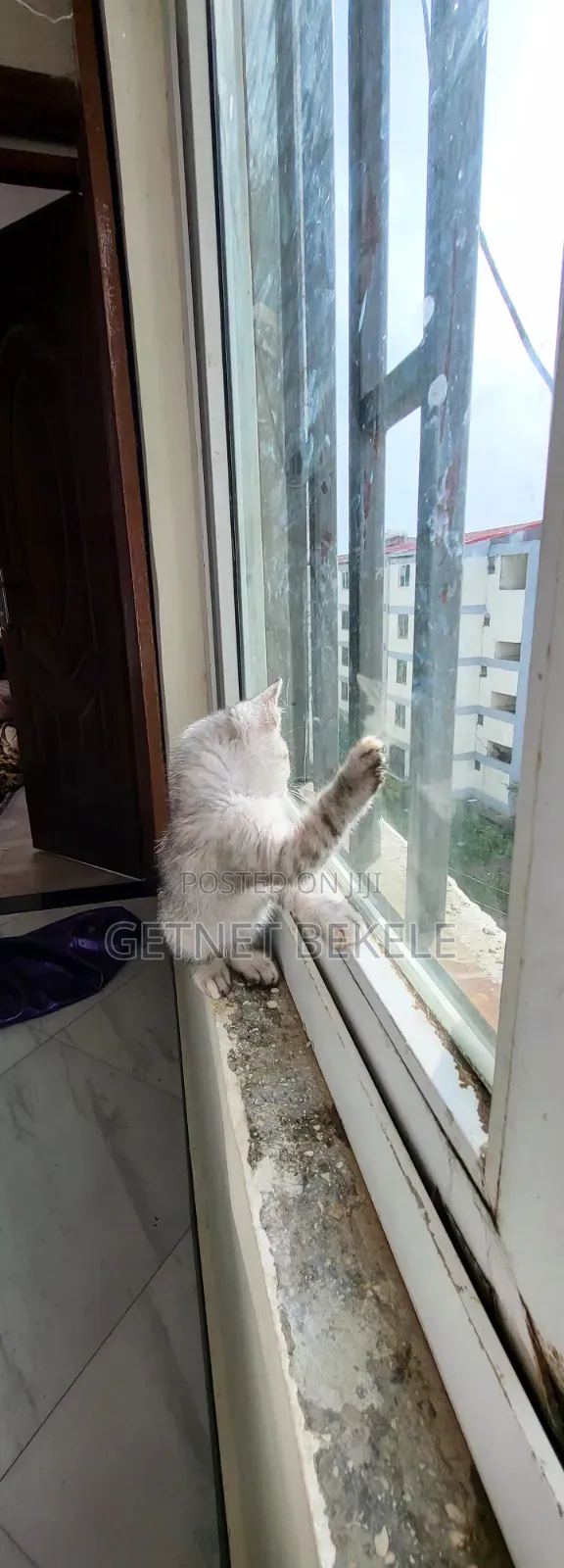 1-3 months Female Purebred Cat